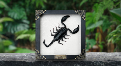 Scorpion Real Wooden Framed Dried Insect  Shadow Box OddityBug K16-51-NEM