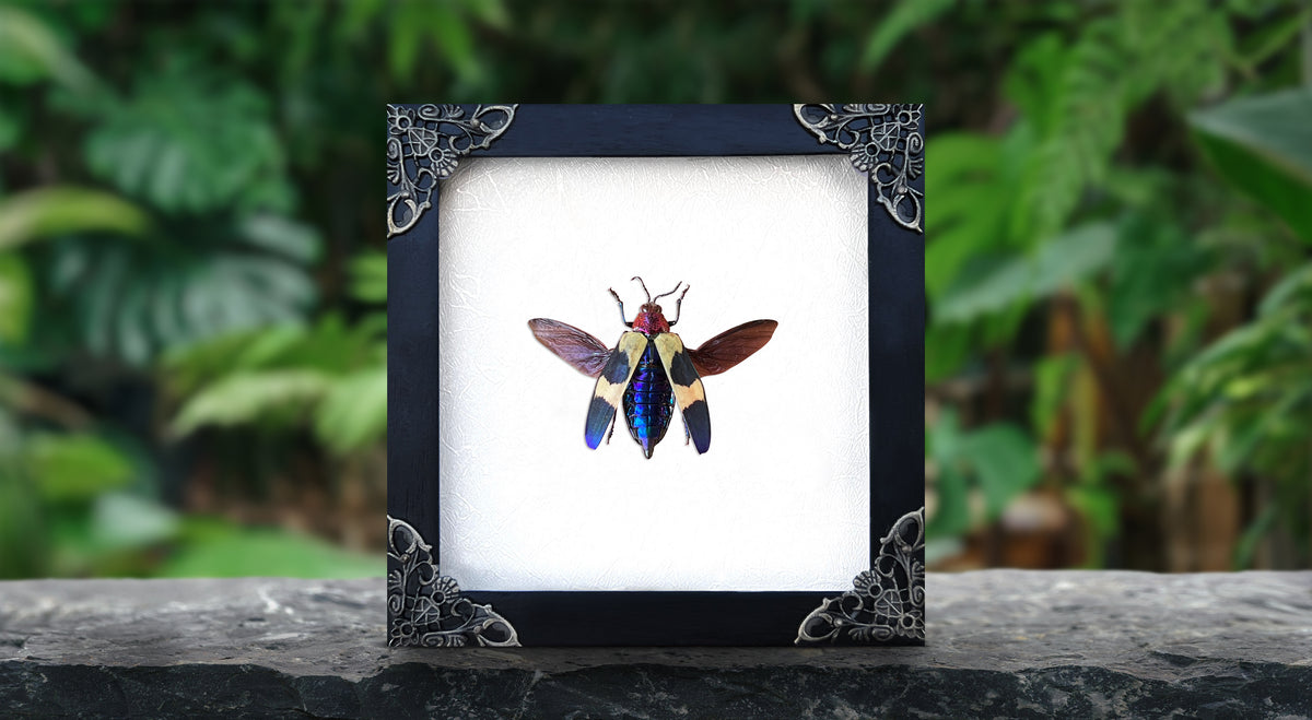 Real Jewel Beetle Black Frame Dead Insect Dried Bug K14-82-KINH
