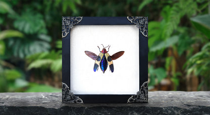 Real Jewel Beetle Black Frame Dead Insect Dried Bug K14-82-KINH