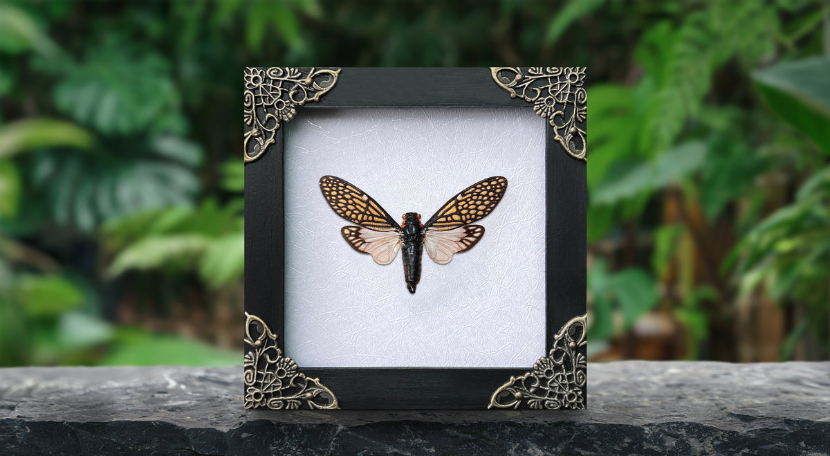 Real Framed Cicada Tailanga Glass Wooden Specimen Oddities K12-63-KINH