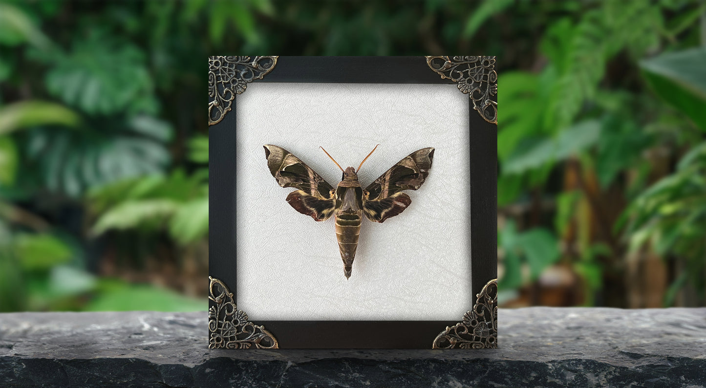 Framed Black Moth Taxidermy, Real Insect Bug Artwork, Gothic Home Decor and Oddities Wall Display  K14-74-DE