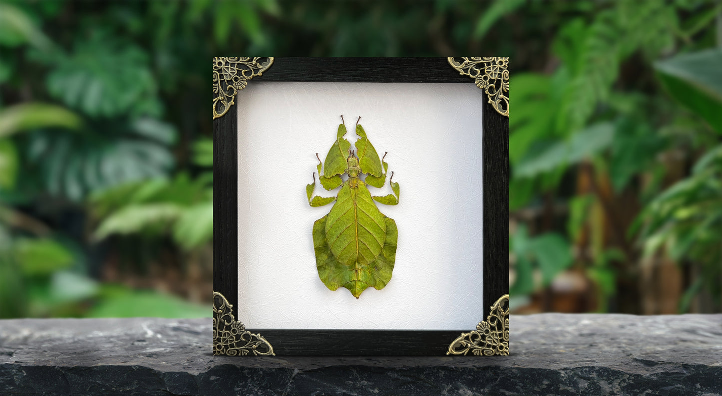 Framed Walking Leaf Green Bug Taxidermy, Real Insect Bug Artwork, Gothic Home Decor and Oddities Wall Display  K16-72-KINH