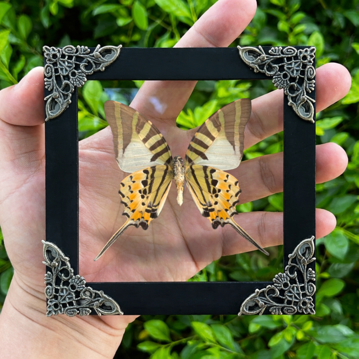 Real Butterfly Entomology Display Shadow Box Insect Decor