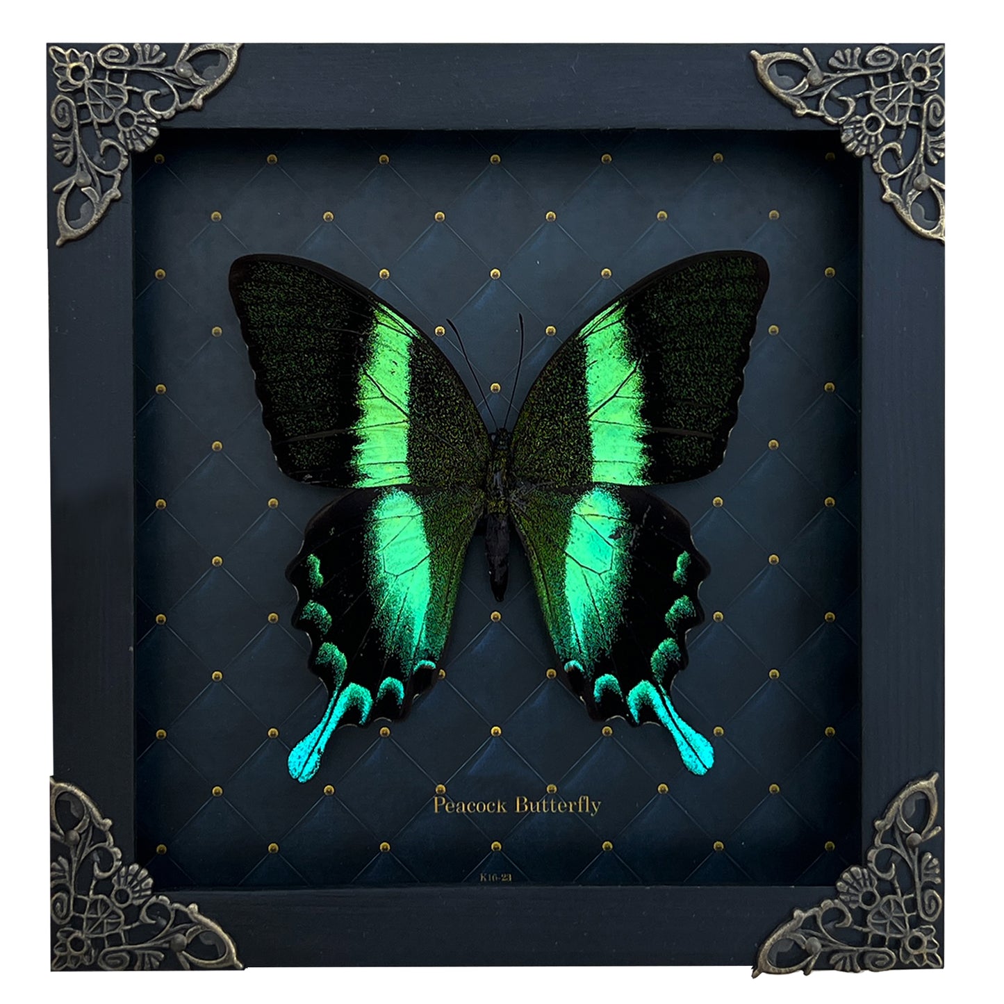 Papilio Blumei Real Peacock Butterfly in Shadow Box Dried Insect Specimen K16-23-DE