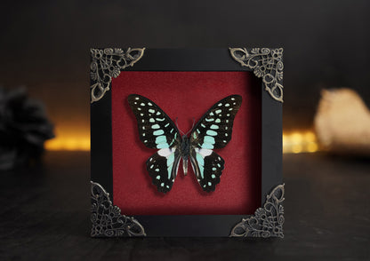 Real Butterfly Framed Art Gallery Collection Decor