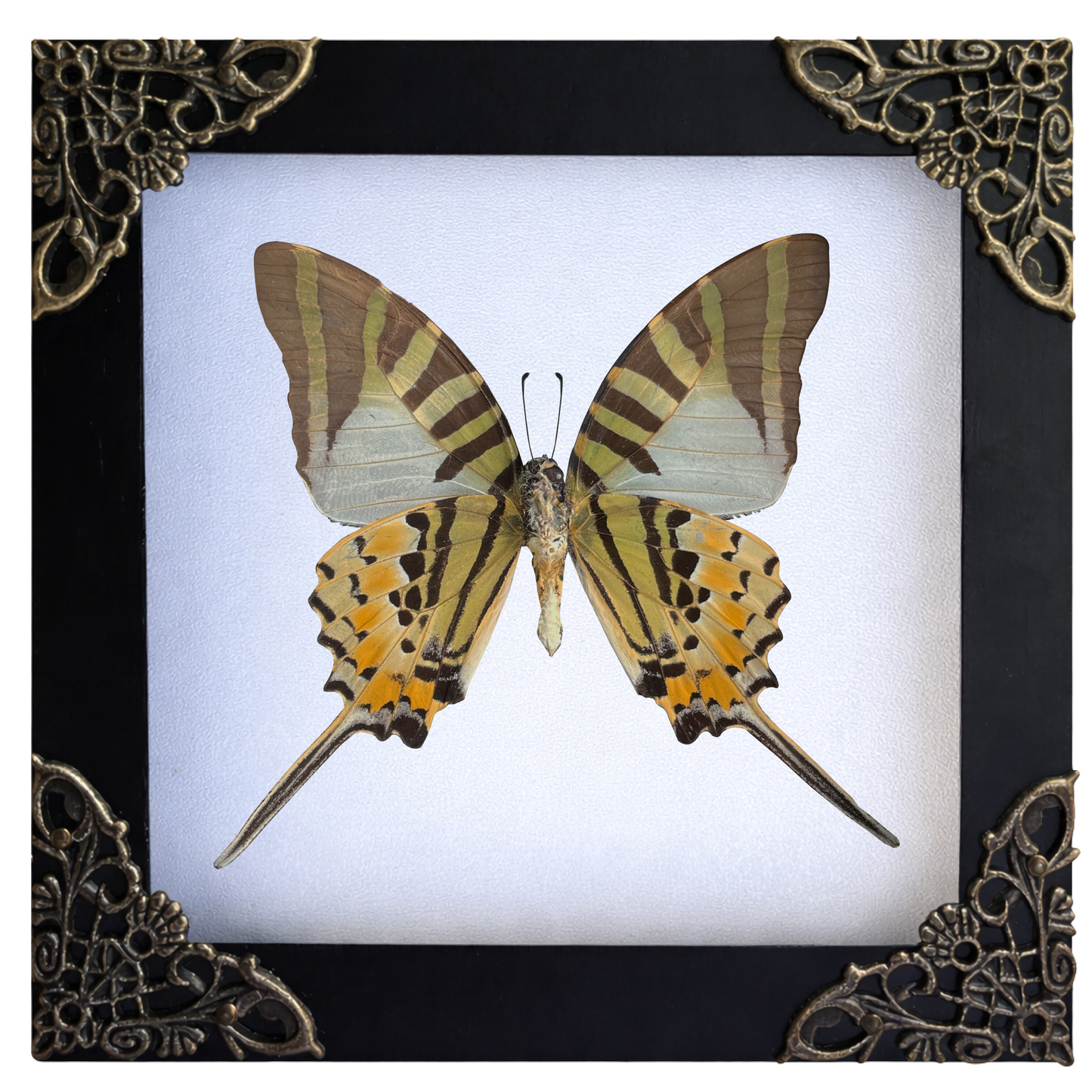 Real Butterfly Entomology Display Shadow Box Insect Decor