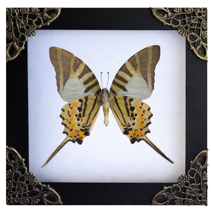 Real Butterfly Entomology Display Shadow Box Insect Decor