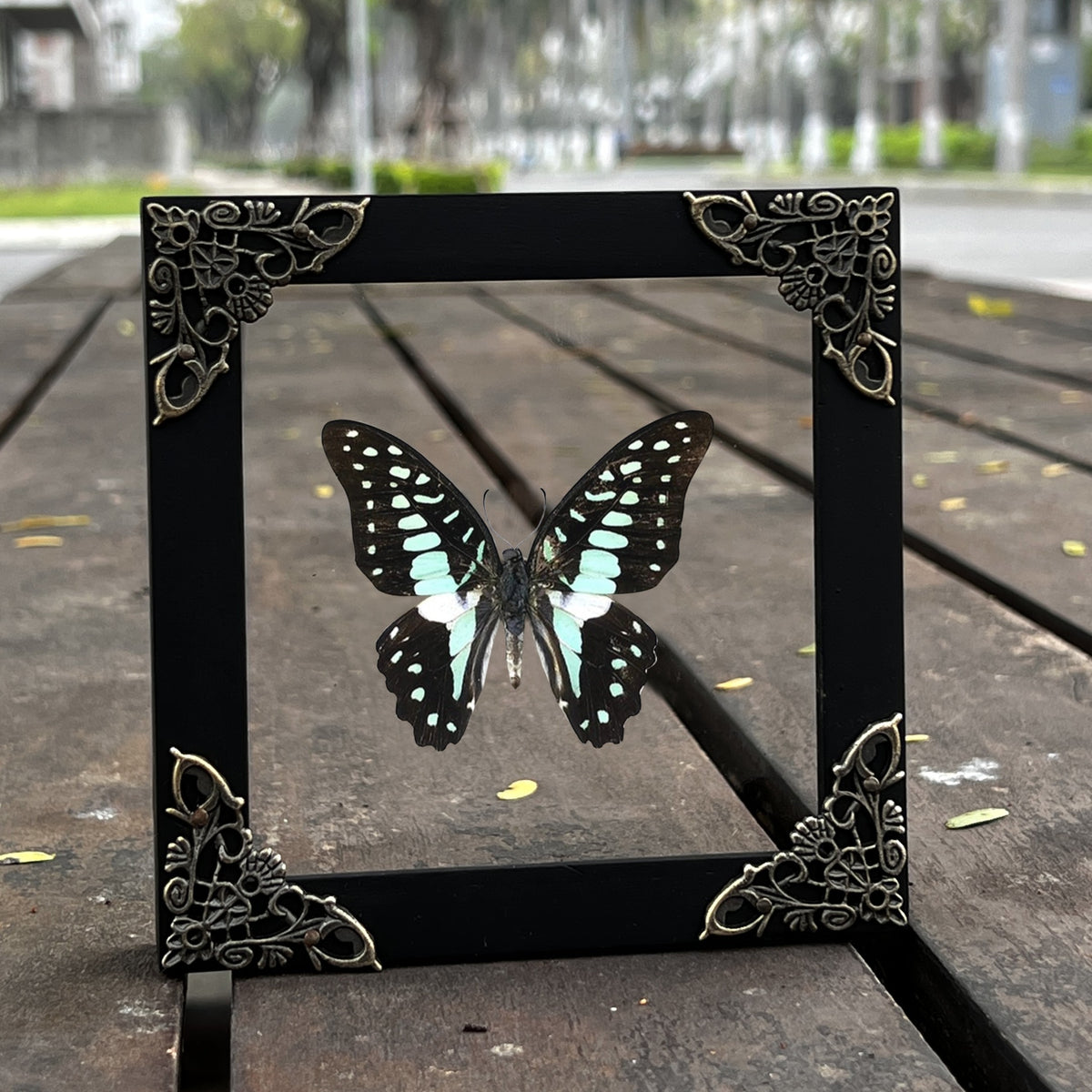Real Framed Butterfly Dead Dried Insect Specimens K12-11-TR