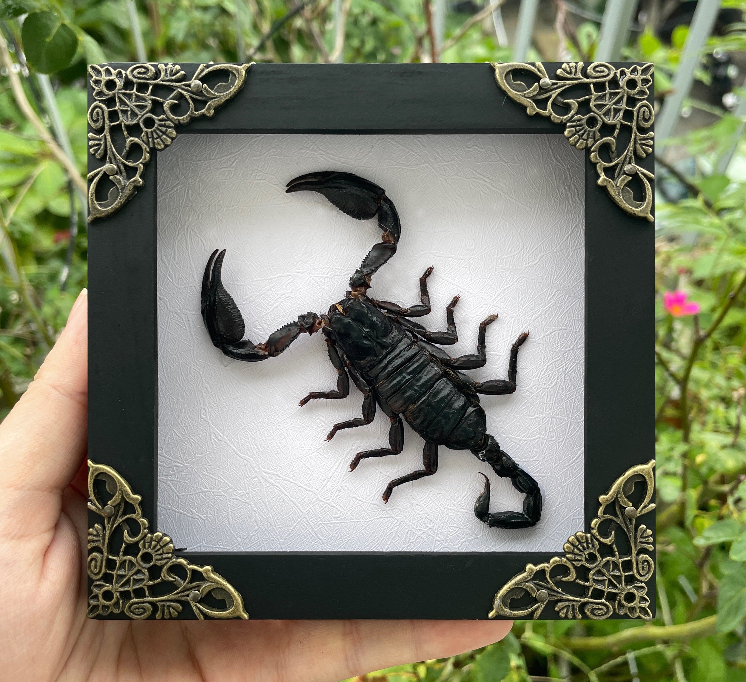 Scorpion Real Wooden Framed Dried Insect Taxidermy Bug K12-51-TR