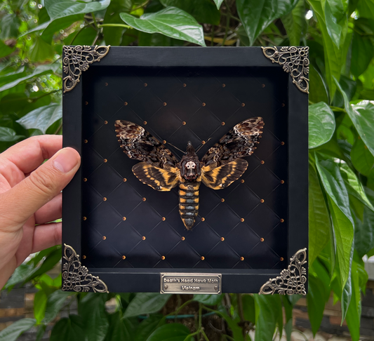 Real Death Head Moth Acherontia Black Frame Skull Butterfly Handmade Shadow Box Insect Oddity K18-01-NEM