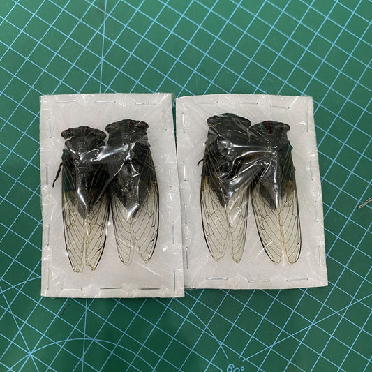 Large Cicada Specimen, Clear Wings, Insect Bug Taxidermy Open wings, Insect Entomology Display