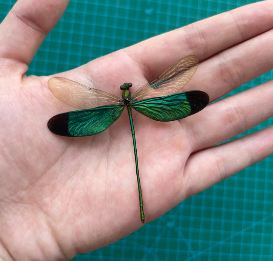 Real Green Damselfly Specimen, Pinned Dried Insect Taxidermy, Entomology Specimen, Bug Art Collection