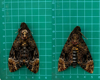 Real Spread Death Head Moth Acherontia Entomology Mounted Hawkmoth Insect Bug Oddity