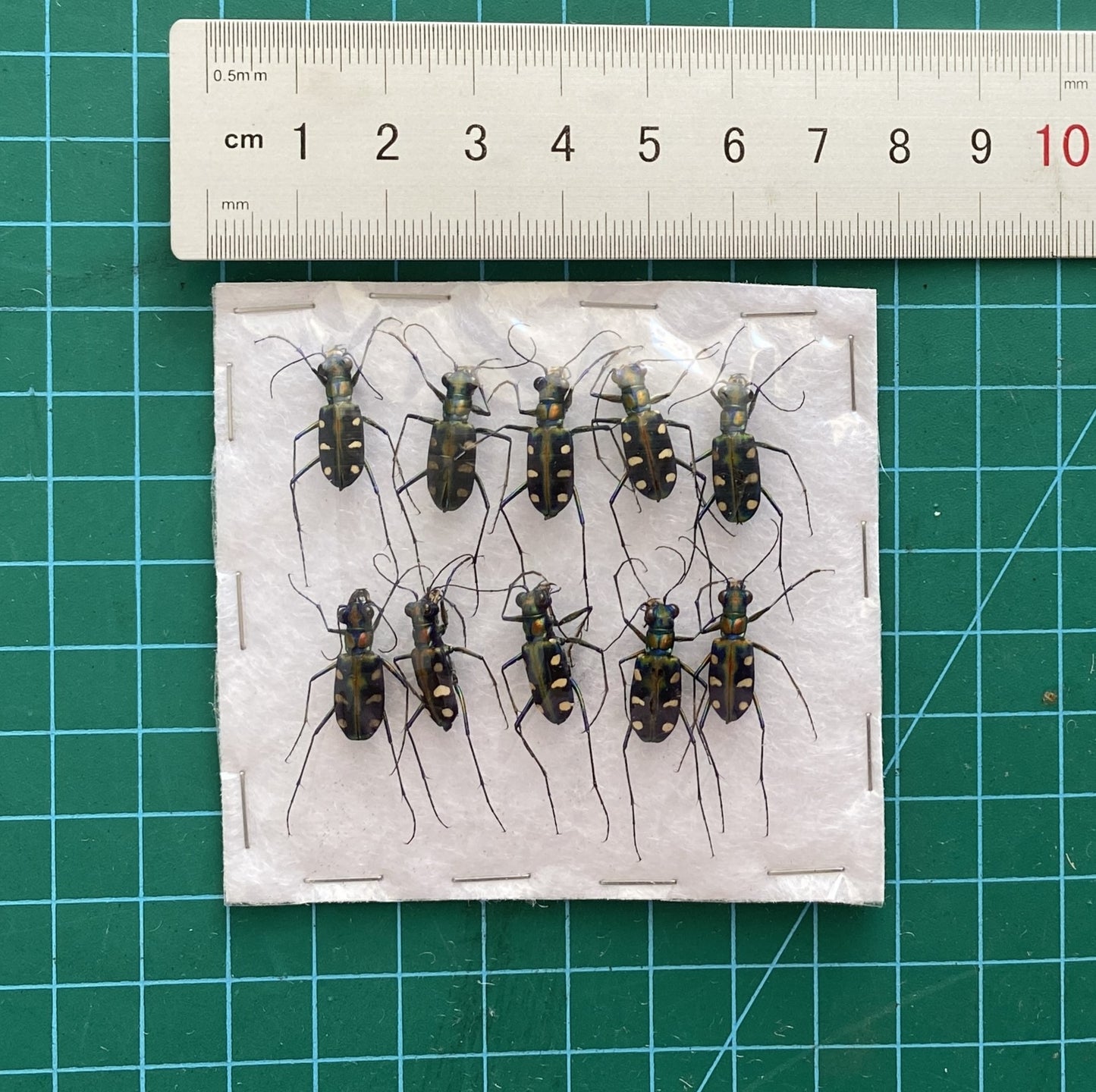 Real Carabidae Tiger Beetle Specimen, Insect Bug Taxidermy, Insect Entomology Display