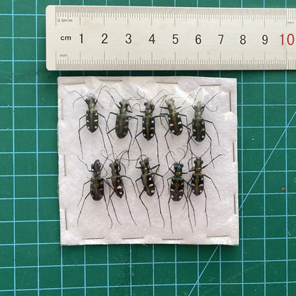 Real Carabidae Tiger Beetle Specimen, Insect Bug Taxidermy, Insect Entomology Display