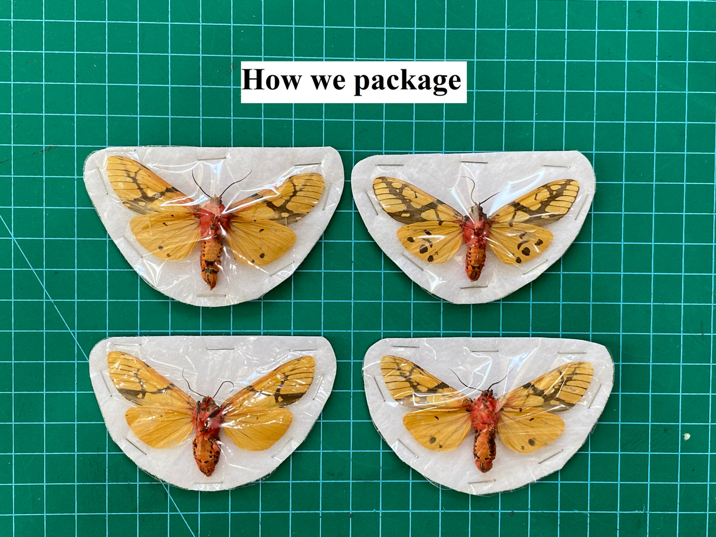 Real Tiger Moth Specimen, Moth Taxidermy Open wings, Insect Entomology Display, Decor