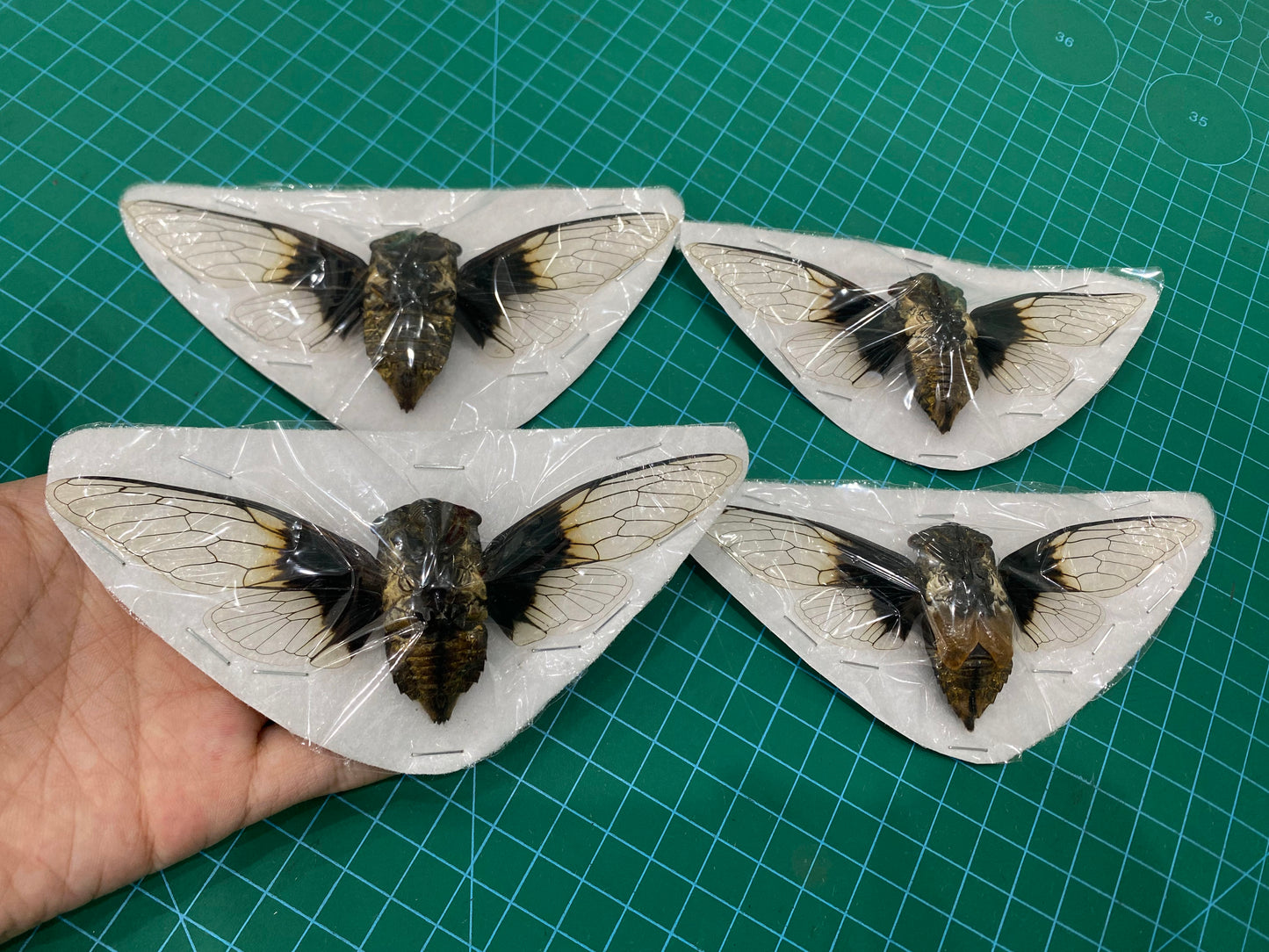 Large Cicada Specimen, Clear Wings, Insect Bug Taxidermy Open wings, Insect Entomology Display
