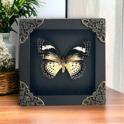 Leopard Lacewing Butterfly in Shadow Box, Wall Hanging Decor, Real Butterfly Framed, Gift for Entomology Lover