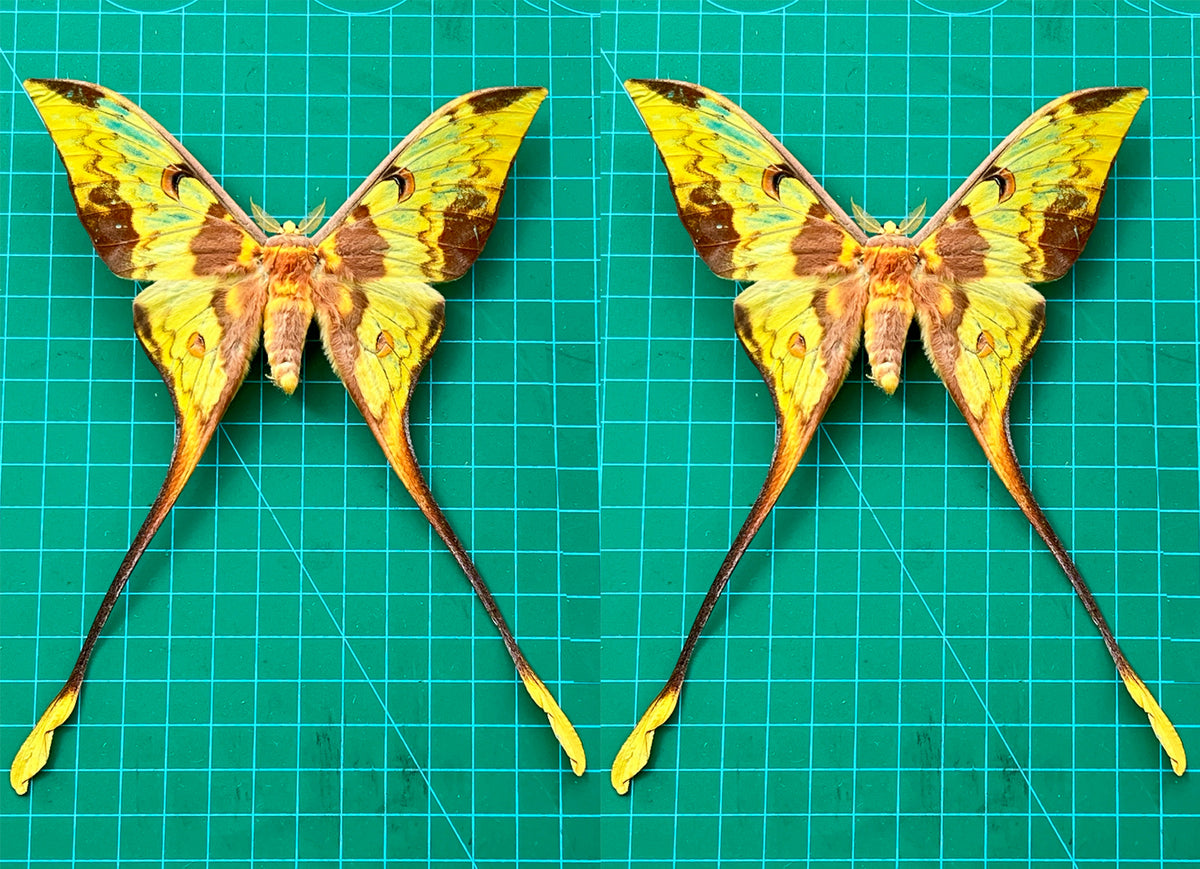 Comet Moth Argema mittrei – Pack of 2 Real Moth Specimens Spread Wings