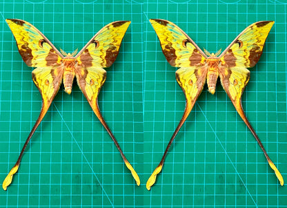 Comet Moth Argema mittrei – Pack of 2 Real Moth Specimens Spread Wings