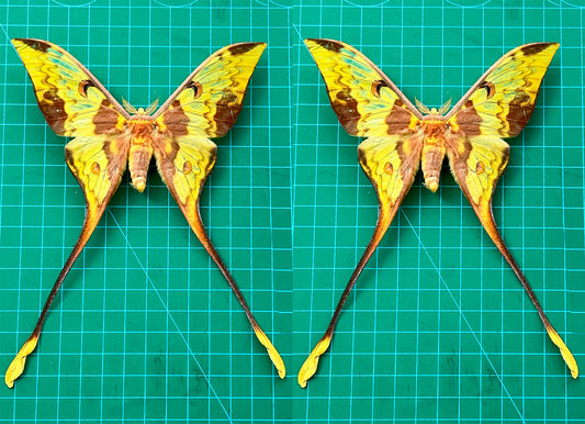 Comet Moth Argema mittrei – Pack of 2 Real Moth Specimens Spread Wings