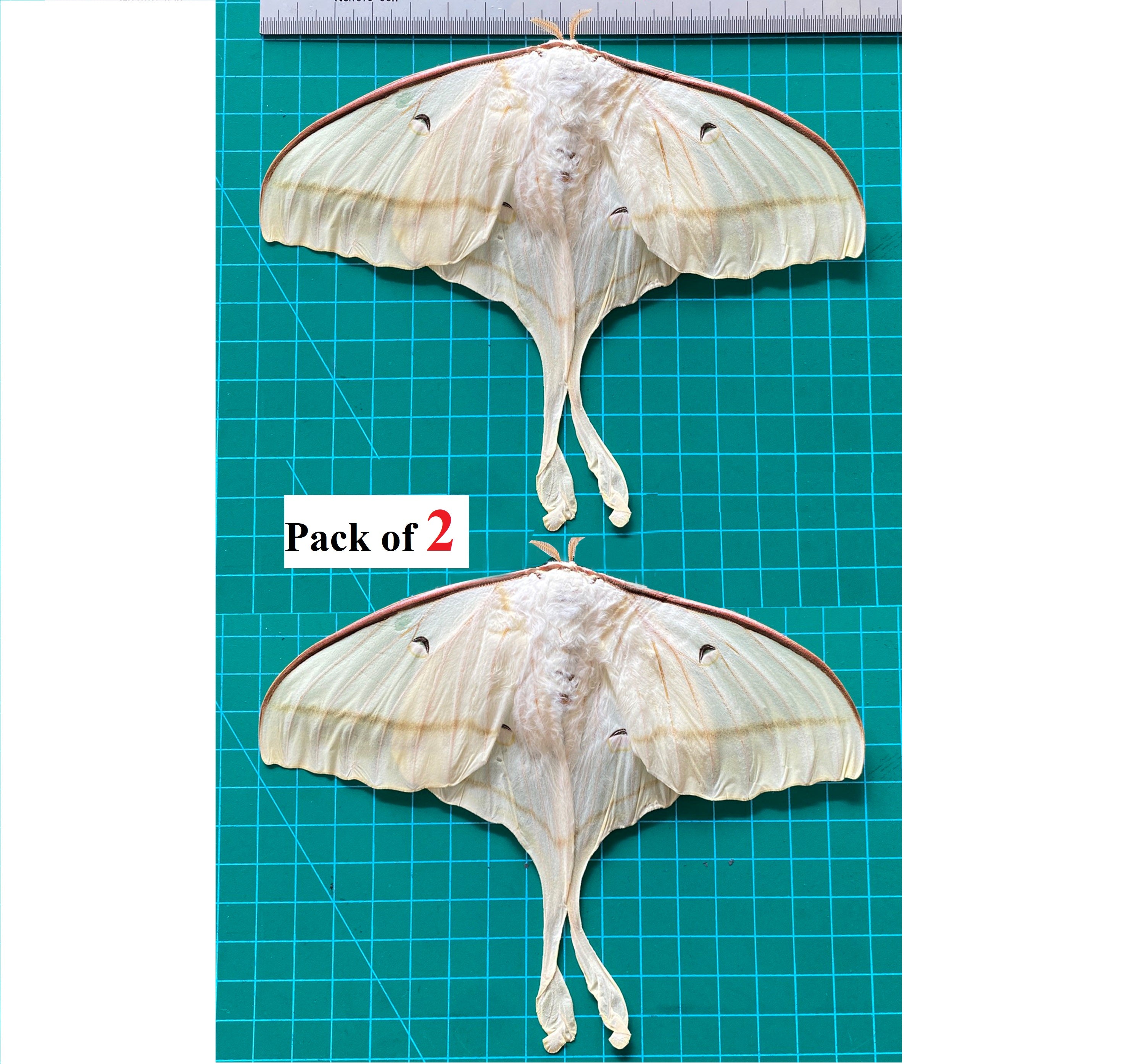 2 Real Luna Moth 7" Spread Entomology Insect Oddity Taxidermy Artwork