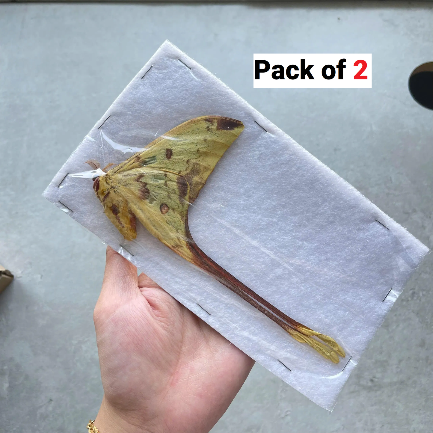 Comet Moth Argema mittrei – Pack of 2 Real Moth Specimens Spread Wings