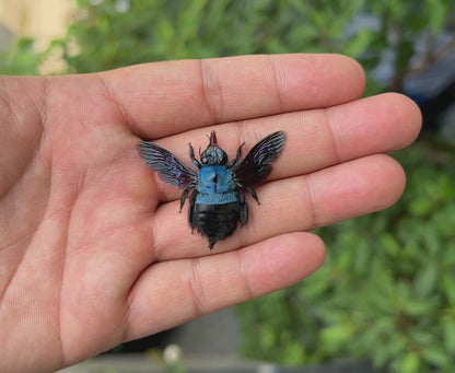 Blue Carpenter Bee Specimen, Real Pinned Dried Insect, Exotic Blue Bee Collectible
