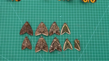 Insect Taxidermy Moth, Calpinae Moth Specimens Mixed Moth Unmounted, Dried Insect Entomology Art Display UM-27