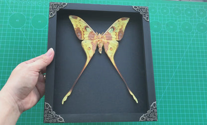 Real Comet Moth Specimen, Gothic Moon Moth Wall Art, Taxidermy Shadow Box, Victorian Goth Home Decor, Astronomy Gift