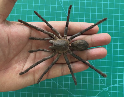Real Tarantula Spider Taxadermy, Pinned Dried Insect Specimens, Oddities Curiosities Collection