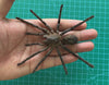 Load and play video in Gallery viewer, Real Tarantula Spider Beetle Taxadermy Pinned Dried Insect Specimens Taxidermy Collection