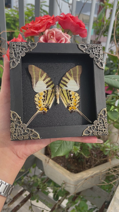 Real Five-bar Swordtail Framed Butterfly Handmade Shadow Box Display Collection Insect Specimen Decor Living Home Reading Gallery K12-41-DE