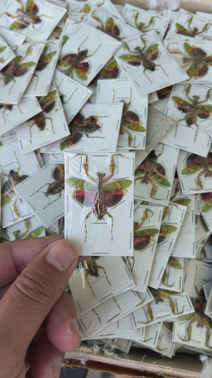 Real Jeweled Flower Mantis Pinned Specimen, Dried Insect Display for Collectors & Nature Decor