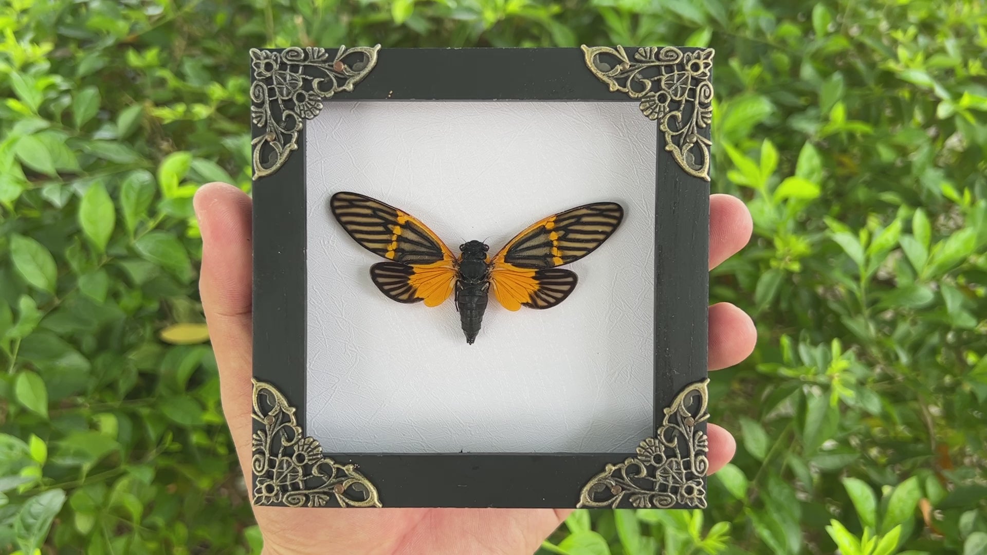 Real Framed Yellow Wings Butterfly Cicada Black Frame Gothic Home Decor K12-80-TR