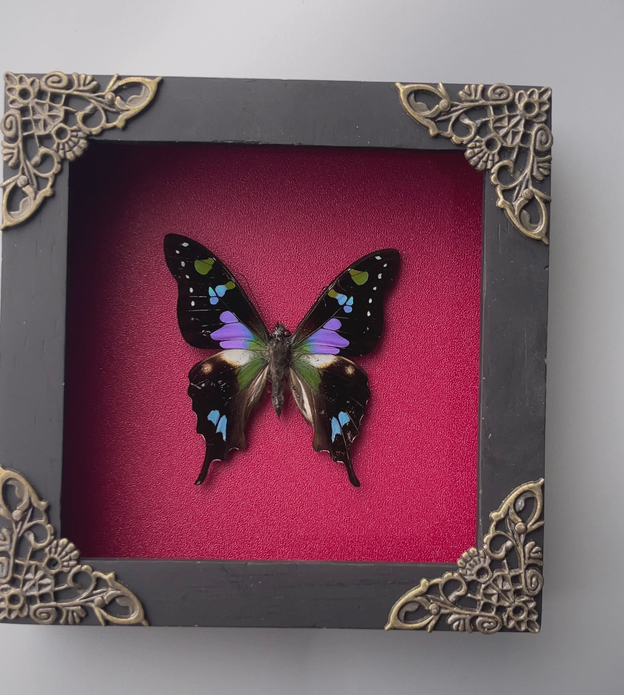 Mother's Day Gift Real Butterfly Framed Gothic Wall Hanging Home Decor Pinned Butterflies Insect Collections