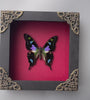 Load and play video in Gallery viewer, Mother&#39;s Day Gift Real Butterfly Framed Gothic Wall Hanging Home Decor Pinned Butterflies Insect Collections