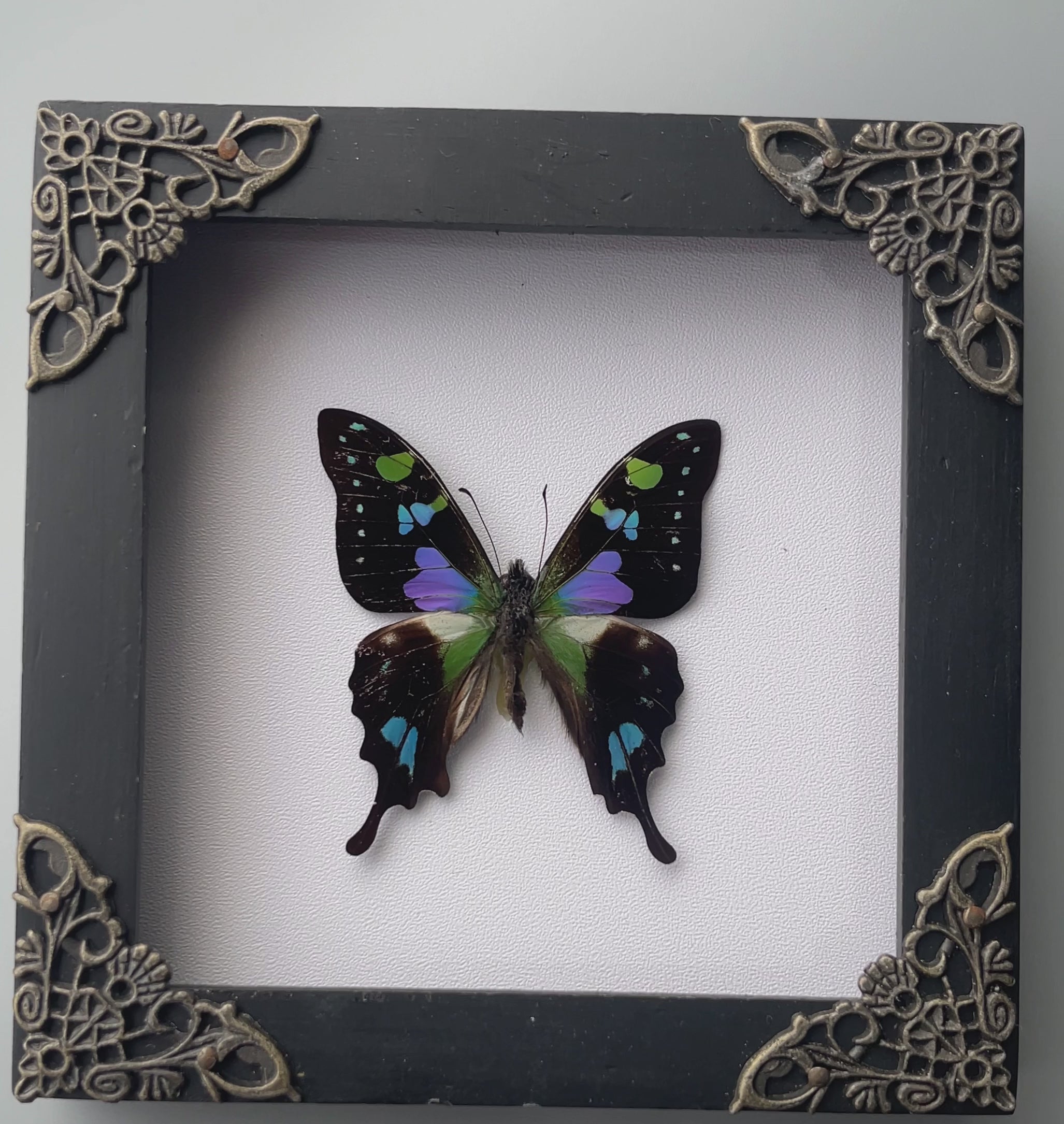 Real Butterfly Framed Wall Hanging Decor Dried Insect Mounted Art Gallery Collection