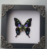 Load and play video in Gallery viewer, Real Butterfly Framed Wall Hanging Decor Dried Insect Mounted Art Gallery Collection