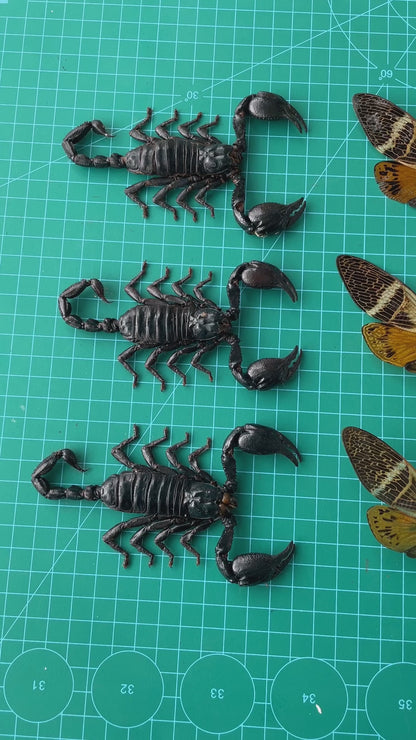 6 Real Cicada Scorpion Specimens Collection Bug Mounted Dead Animal Preserved Entomology Oddity Scientific Lover Insect Nature Office Desk Art Artwork Display UM-09