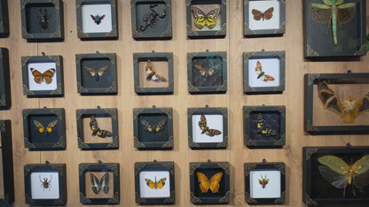 Real Framed Cicada Paratalainga Distanti Black Frame Insect Bookshelf Moody Home Decor K12-77-DE
