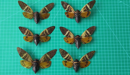 Yellow Giant Cicada Specimen, Real Dried Insect, Natural History Gallery Art Collection