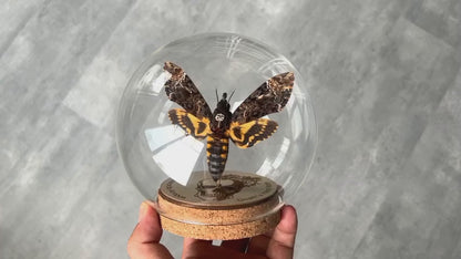 Real Death Head Moth Acherontia Glass Dome, Hawkmoth Insect Bug Gothic Birthday Gift Home Decor