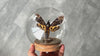 Load and play video in Gallery viewer, Real Death Head Moth Acherontia Glass Dome, Hawkmoth Insect Bug Taxidermy Taxadermy Gothic Birthday Gift Home Decor