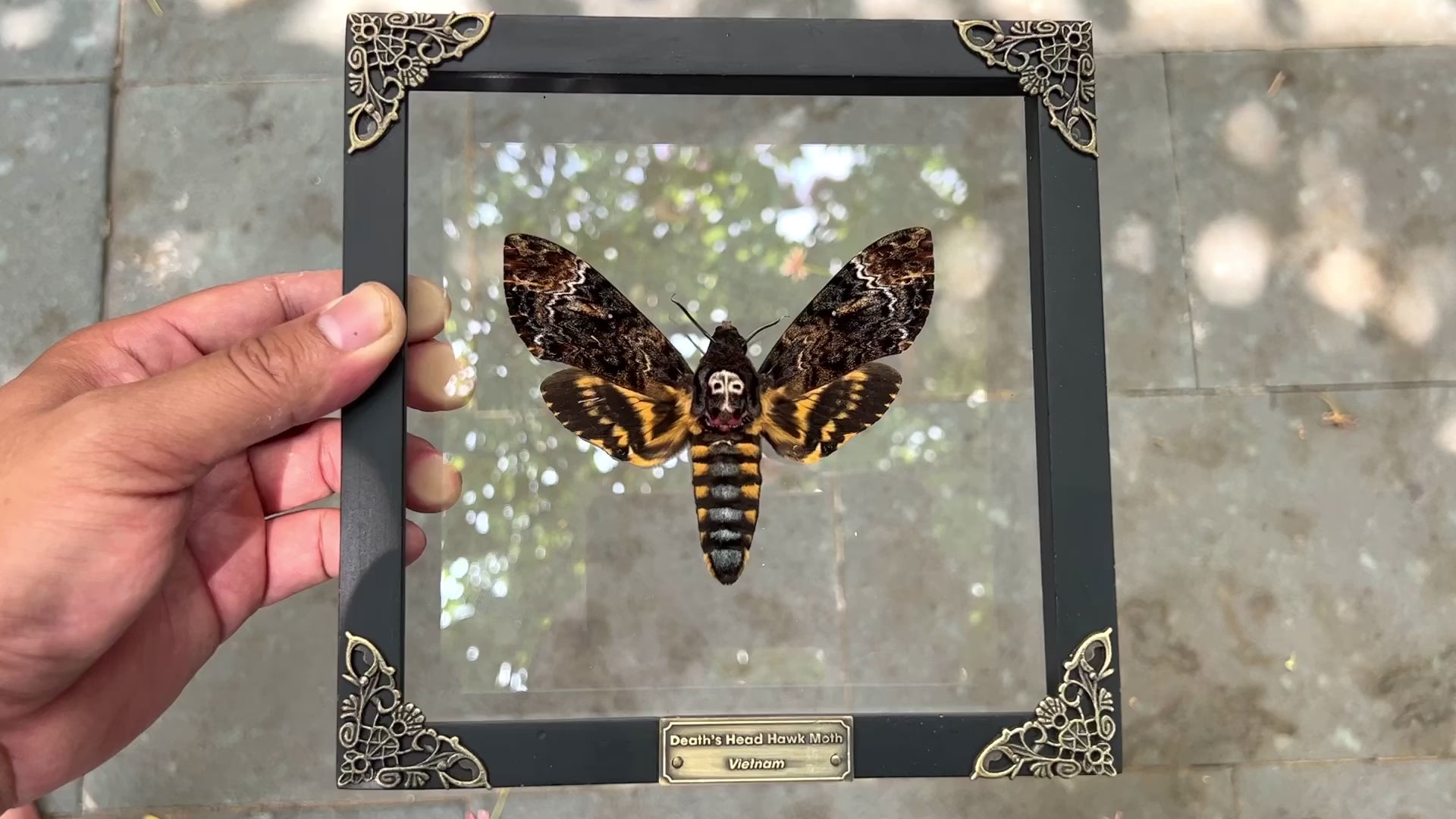 Real Death Head Moth Acherontia Entomology Framed