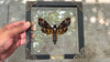 Load and play video in Gallery viewer, Real Death Head Moth Acherontia Entomology Framed