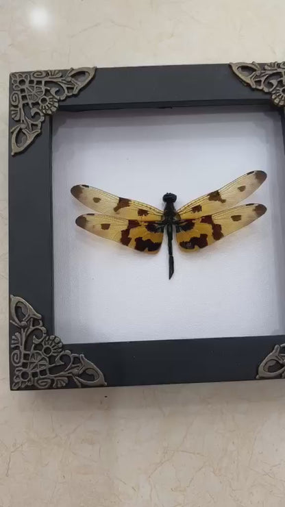 Real Yellow Dragonfly Shadow Box Insect Bug Frame Wall Art Decoration Oddity Home Bookshelf Decor K12-100-DE