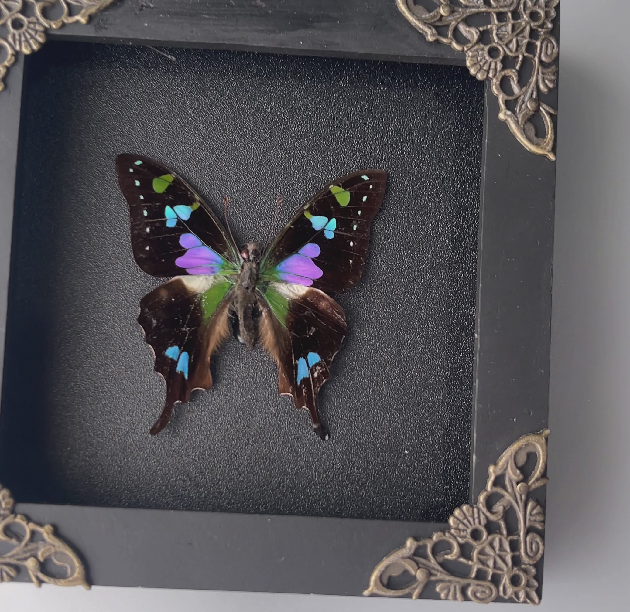 Entomology Lover Art Gallery Collection Real Butterfly Framed Wall Hanging Decor Mom Gift