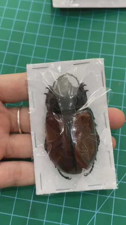 Real Rhinoceros Beetle Specimen, Insect Bug Taxidermy Open wings, Insect Entomology Display