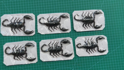 Real Scorpion Specimen, Insect Bug Taxidermy, Insect Entomology Display, Décor